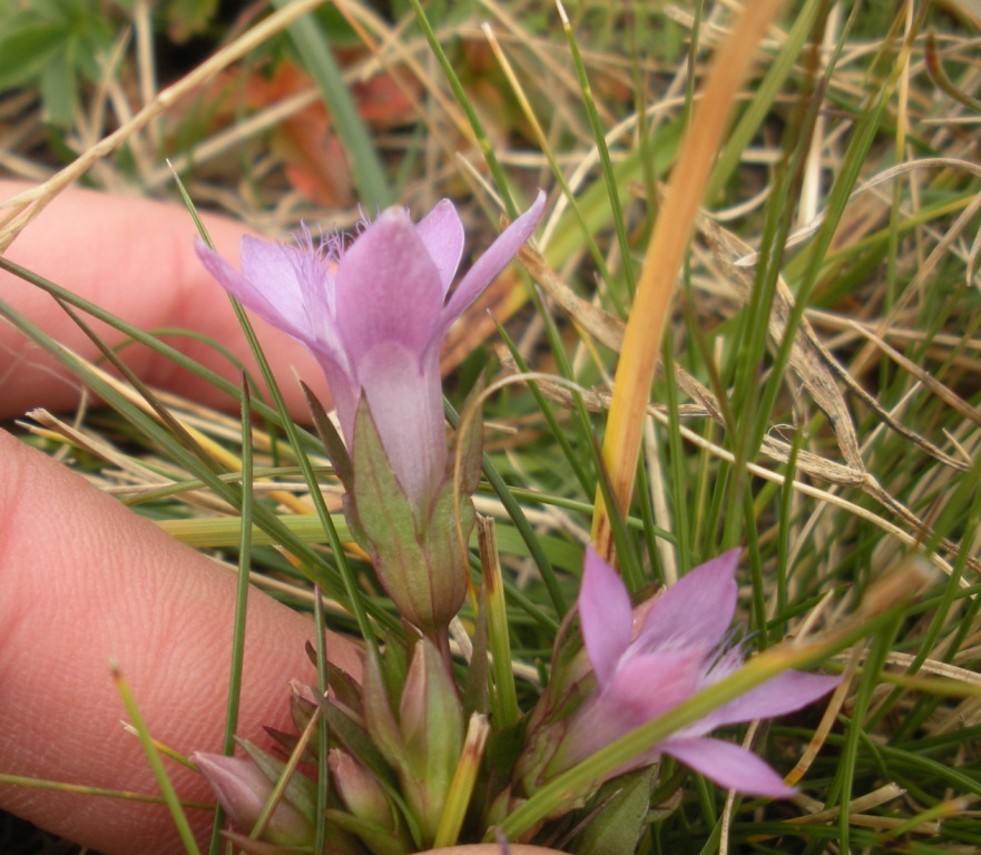 Gentianella nana - Gentianella germanica